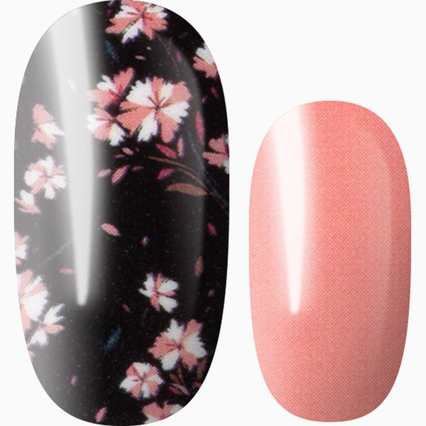 A Thousand Cherry Blossoms