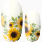 August Sunshine (transparent)