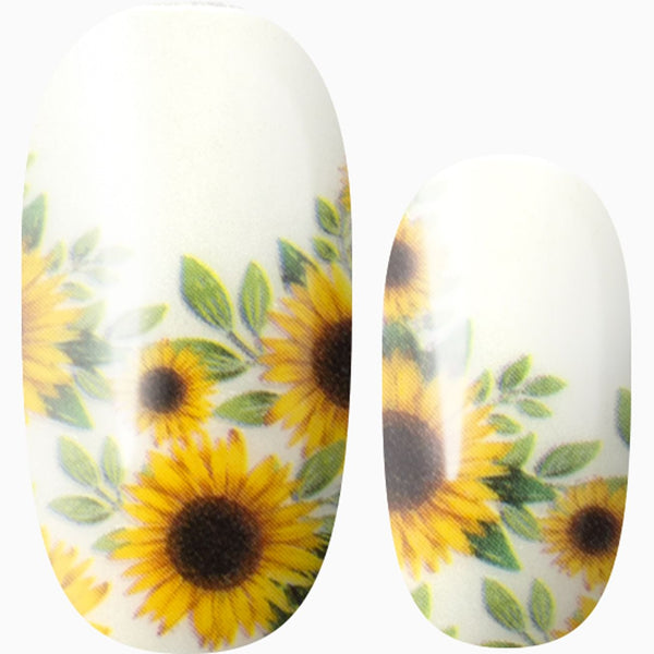 August Sunshine (transparent)